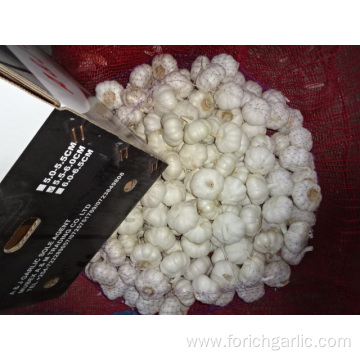High Quality Best Price Pure White Garlic